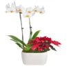 Classic Christmas Garden 2 Classic Christmas Garden -Nature Garden Store 10IN Dot White Orchid with Yellow Lip and Red Poinsettia with Moss Topping 600x600 9b6a7df1 8d81 42a9 988c a05f1356a87e