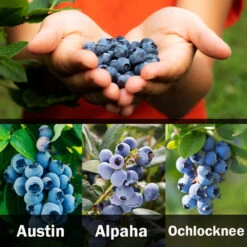 3-in-1 Blueberry Bush (Southern Highbush) 11 3-in-1 Blueberry Bush (Southern Highbush) -Nature Garden Store 3 up Southern 2 Austin