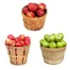 3-in-1 Apple Tree -Nature Garden Store 3 in 1 Apple 600x600 9edf9e9a ce86 4b58 beb9 2946adf65064