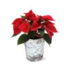 Red Poinsettia In Birch Pot -Nature Garden Store 4IN Birch Pot Red Poinsettia 600x600 1d127e40 98e5 4cf2 baf5 477701b37396