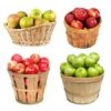 4-in-1 Apple Tree -Nature Garden Store 4 in 1 Apple 600x600 f3045961 5398 4298 ab46 f05694ca30e3