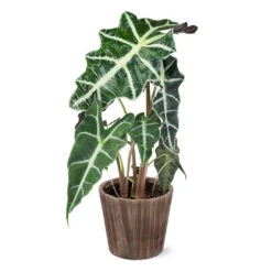 Alocasia Polly With Decorative Pot -Nature Garden Store 5IN Brown Wilson with Alocasia Poly e43f88d9 a535 43db b620 678cc676ce45