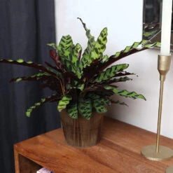 Calathea Rattlesnake With Decorative Pot -Nature Garden Store 5IN Brown Wilson with Calathea Rattlesnake 5