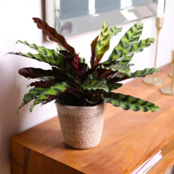 Calathea Rattlesnake With Decorative Pot -Nature Garden Store 5IN Brown Wilson with Calathea Rattlesnake 7