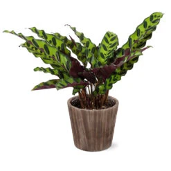 Calathea Rattlesnake With Decorative Pot -Nature Garden Store 5IN Brown Wilson with Calathea Rattlesnake ab4455e5 467d 4c73 8ad5 e5b6c64c35eb