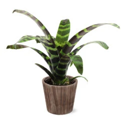 Zebra Plant In Decorative Pot -Nature Garden Store 5IN Brown Wilson with Splinriet Bromeliad b0b5d4a4 c8f2 40fe b317 71eca7afa132