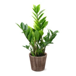 5-Inch ZZ Plant In Decorative Pot -Nature Garden Store 5IN Brown Wilson with ZZ d9618b4a 610c 4db9 824b 52b4d125a693
