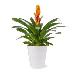 5-Inch Bromeliad In Decorative Pot 11 5-Inch Bromeliad In Decorative Pot -Nature Garden Store 5IN Evi Orange Intenso Bromeliad with Moss Topping
