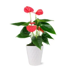 Pink Anthurium -Nature Garden Store 5IN Evi Sweet Dream Pink Anthurium with Moss Topping