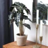 Alocasia Polly With Decorative Pot -Nature Garden Store 5IN Jute with Alocasia Poly 600x600 1