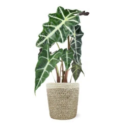 Alocasia Polly With Decorative Pot -Nature Garden Store 5IN Jute with Alocasia Poly 39282069 e2ce 4123 89c6 404869a804ad