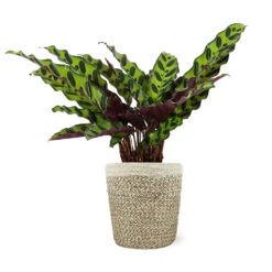 Calathea Rattlesnake With Decorative Pot -Nature Garden Store 5IN Jute with Calathea Rattlesnake 8712e748 cba2 4cdf a992 b68b5f554875