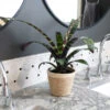 Zebra Plant In Decorative Pot -Nature Garden Store 5IN Jute with Splinriet Bromeliad 600x600 eba02504 b7f2 4b6f b255 27e029df8cd0