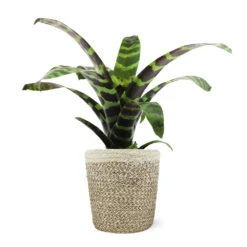 Zebra Plant In Decorative Pot -Nature Garden Store 5IN Jute with Splinriet Bromeliad 88162cef 9c67 4003 9207 e88eb2700019