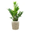 5-Inch ZZ Plant In Decorative Pot 1 5-Inch ZZ Plant In Decorative Pot -Nature Garden Store 5IN Jute with ZZ 600x600 1