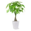 Money Tree In White Pot -Nature Garden Store 5 inch Savannah White Money Tree 600x600 4ee4d8c6 1d40 407a 8f49 cba22f672e39