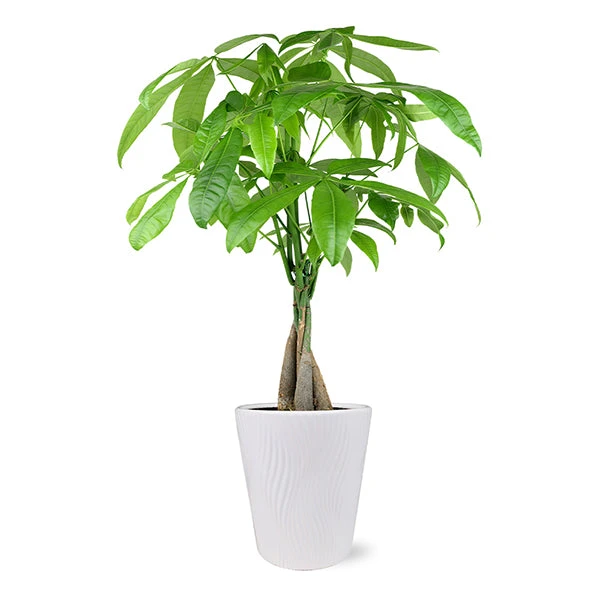Money Tree In White Pot 3 Money Tree In White Pot