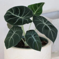 Alocasia Black Velvet -Nature Garden Store ALocasia Black Velvet 7