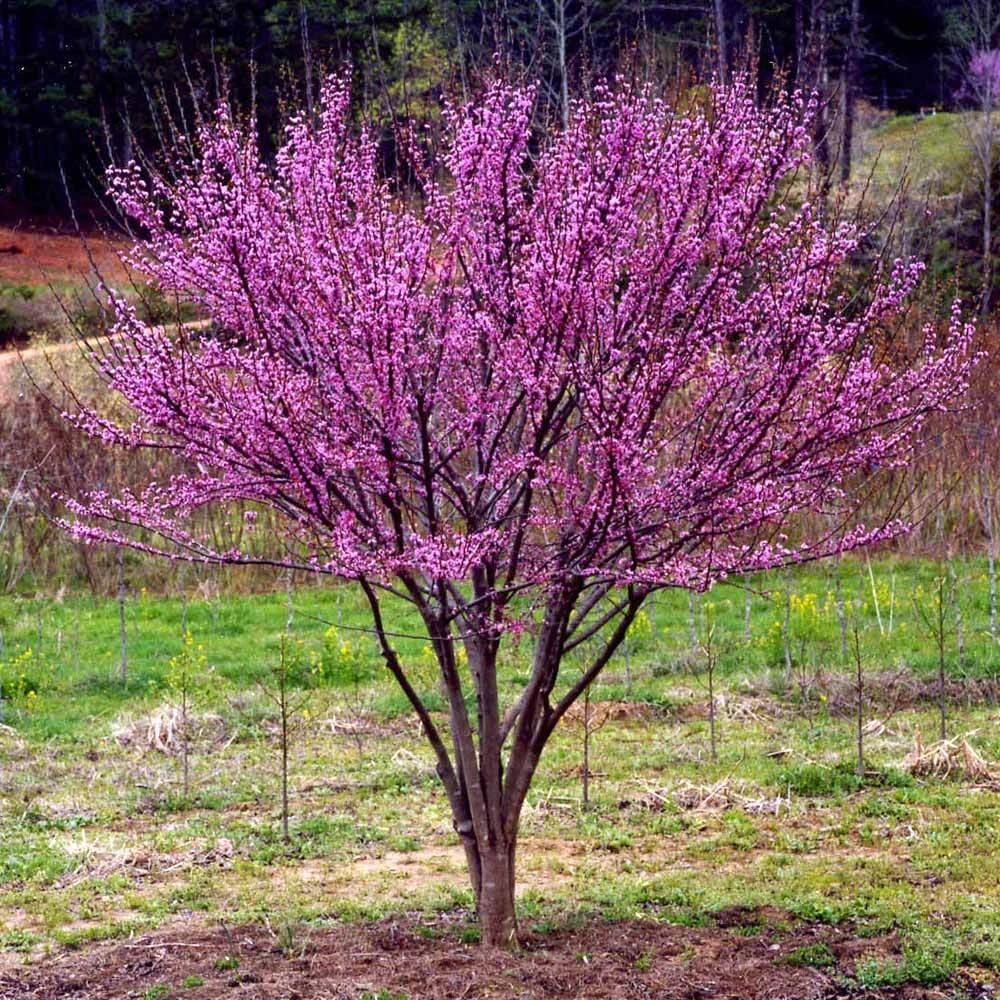 Ace Of Hearts Redbud Tree 5 Ace Of Hearts Redbud Tree - Image 4