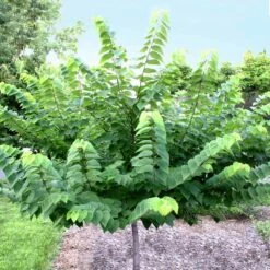 Ace Of Hearts Redbud Tree 8 Ace Of Hearts Redbud Tree -Nature Garden Store Ace of Hearts 2