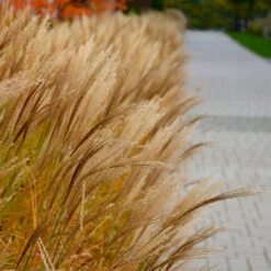 Adagio Maiden Grass -Nature Garden Store Adagio Madien Grass 7 FGT