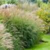 Adagio Maiden Grass 1 Adagio Maiden Grass -Nature Garden Store Adagio Madien Grass FGT 600x600 de825f1b 5b05 42aa 9a78 c9090da19d78