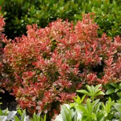 Admiration Barberry Shrub -Nature Garden Store Admiration Barberry 1