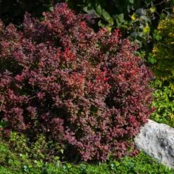 Admiration Barberry Shrub -Nature Garden Store Admiration Barberry 2