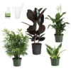 Air-Purifying House Plant Kit -Nature Garden Store Air Purifying 600x600 5c43e1c2 c436 44bb b11b 872821d8d685