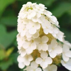 Alice Oakleaf Hydrangea 8 Alice Oakleaf Hydrangea -Nature Garden Store Alice Oakleaf Hydrangea 2