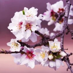 All-in-One Almond Tree -Nature Garden Store All in One Almond 3 213f37af fac9 49c5 8a19 0aa42ca679e9