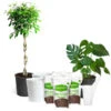 All-in-One House Plant Starter Kit -Nature Garden Store AllinOneHouseplant Kit 600x600 8701745b 5d2b 4567 9db8 4004946abd2b