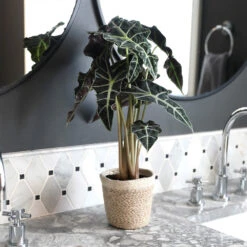 Alocasia Polly With Decorative Pot -Nature Garden Store Alocasia 2