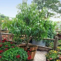 Alphonso Mango -Nature Garden Store Alphonso Mango 1 FGT