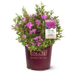 Autumn Amethyst® Encore® Azalea -Nature Garden Store Amathyst Encore Azalea 1