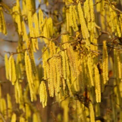 American Hazelnut Filbert -Nature Garden Store American Hazelnut 2