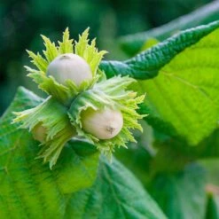 American Hazelnut Filbert -Nature Garden Store American Hazelnut 5 FGT