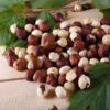 American Hazelnut Filbert 2 American Hazelnut Filbert -Nature Garden Store American Hazelnut FGT 600x600 d015e01b c4d6 4c82 8311 7588dd611154