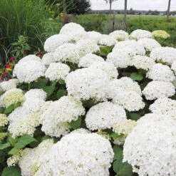 Annabelle Hydrangea Shrub -Nature Garden Store Annabelle Hydrangea 1 FGT