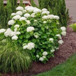 Nature Garden Store 24 Nature Garden Store -Nature Garden Store Annabelle Hydrangea 2 FGT
