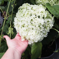Annabelle Hydrangea Shrub -Nature Garden Store Annabelle Hydrangea 3