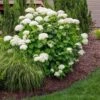 Annabelle Hydrangea Shrub -Nature Garden Store Annabelle Hydrangea FGT 600x600 a3d21665 a3bb 4898 b22d a5d51cf51abe
