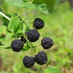 Apache Blackberry - USDA Organic -Nature Garden Store Apache Blackberry 450 D1 4179cffd f3d4 477a bfba 36257375e93a