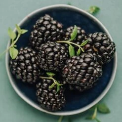 Apache Blackberry - USDA Organic -Nature Garden Store Apache Blackberry 450 D2 0178c099 4324 413f a424 048cda519a64