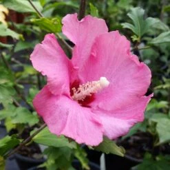 Aphrodite Rose Of Sharon Althea Shrub -Nature Garden Store Aphrodite Rose of Sharon 1