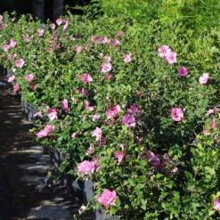 Aphrodite Rose Of Sharon Althea Shrub -Nature Garden Store Aphrodite Rose of Sharon 6 FGT