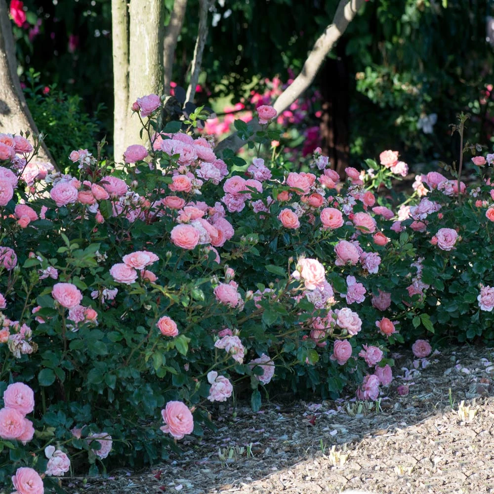 Apricot Drift® Rose 4 Apricot Drift® Rose - Image 2