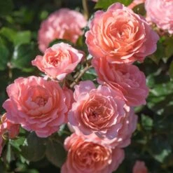 Apricot Drift® Rose 7 Apricot Drift® Rose -Nature Garden Store Apricot Drift Rose 2