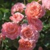 Apricot Drift® Rose -Nature Garden Store Apricot Drift Rose 600x600 b21d2c85 ec69 480e 8ebc bc87daa7cd1c