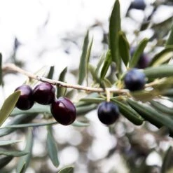 Arbequina Olive Tree - USDA Organic 10 Arbequina Olive Tree - USDA Organic -Nature Garden Store Arbequina Olive 2 FGT 59db1ad0 ae94 44e8 a3fd ed29b67f0ba4